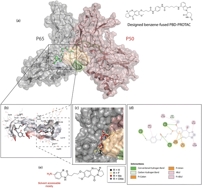 image-1 First PBD-PROTAC Reported